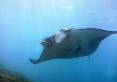 Bali Diving - Fun Diving at Nusa Penida (for certified diver) 2