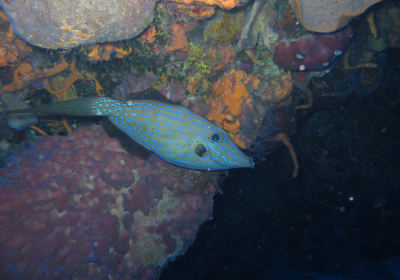 Half-Day Dive Trip 2
