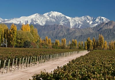 Mendoza, Tour de Vinos y Oliva - Dia completo 2