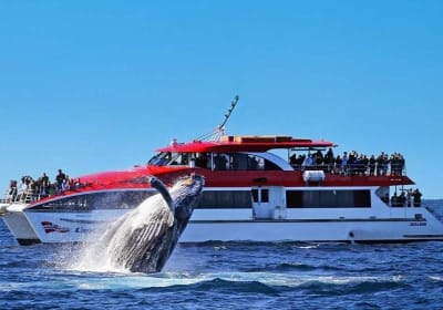 Sydney Whale Watching & Harbour Cruise 2