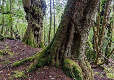 Cradle Mountain Photography Workshop 2