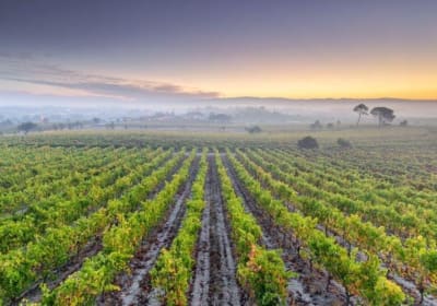 Bairrada Wine Tour with Tasting 2