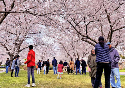 New York to Washington D.C. Cherry Blossom Tour 2