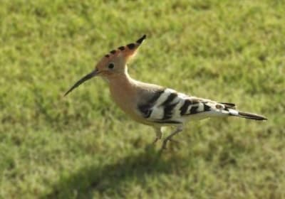 Dubai Bird Watching Tour 2