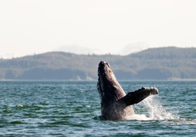 Juneau Wildlife Whale Watching Adventure 2