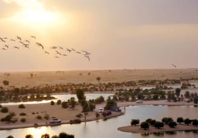 Love Lake & Flamingo Lake Al Qudra Tour with Dinner 2