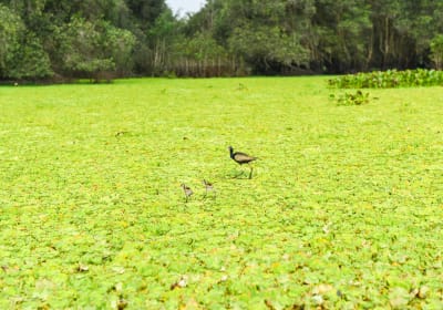 Mekong Delta 3-Day Tour: Saigon to Phnom Penh 2