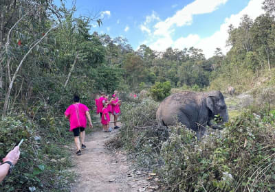 Elephant Observation & River Rafting in Chiang Mai 2