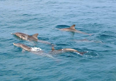 Phuket Dolphin Quest: Racha & Maiton Island Expedition 2