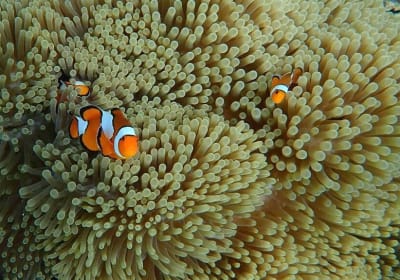 Surin Islands Snorkeling Adventure 2