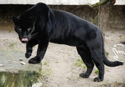 Krakow: Zoo with Hotel Transfer 2