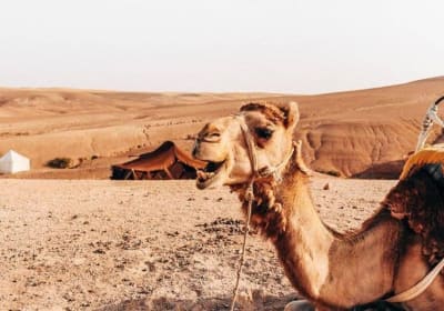 Agafay Desert Sunset Camel Ride 2