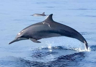 Lovina Dolphin Tour with Git Git Waterfall and Twin Lakes 2