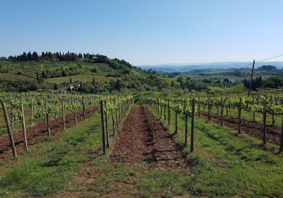 Tuscany Day Trip: San Gimignano, Siena & Winery 2