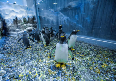 Dubai Aquarium Animal Encounter Experience 2