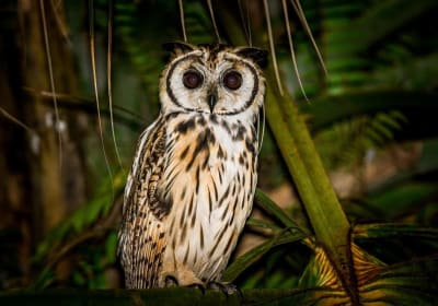 Night Mangrove Safari Boat Tour with Dinner 2