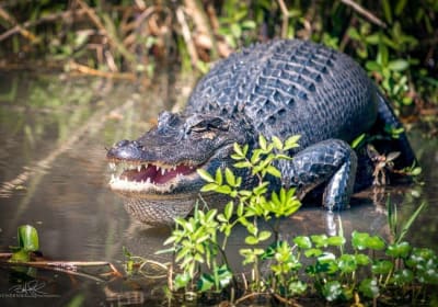 Honey Island Swamp Boat Tour 2