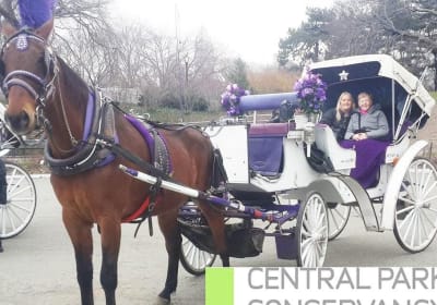 Central Park Horse and Carriage Ride 2