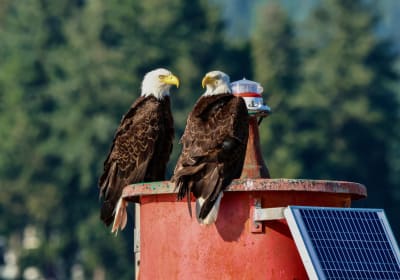 Vancouver City and Nature Boat Tour 2