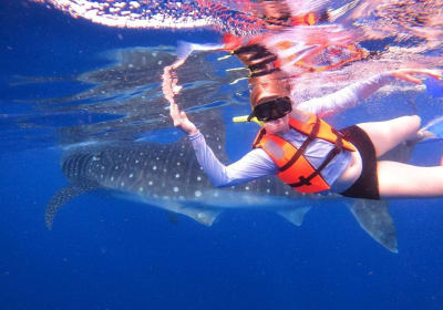 Cancun Whale Shark Snorkeling Adventure 2