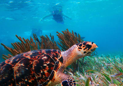 Puerto Morelos Reef Snorkeling Adventure 2