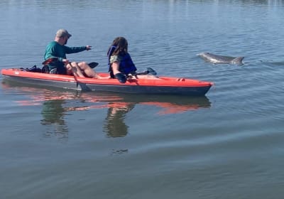 Dolphin and Manatee Adventure Tour in Osprey, Florida 2