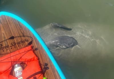 St. Augustine Wildlife SUP Adventure 2