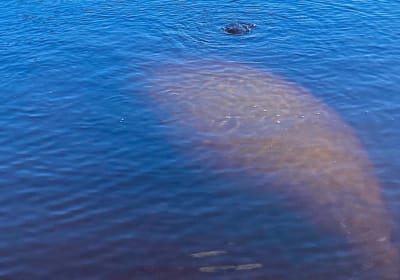 Dolphin and Manatee Kayak Tour 2