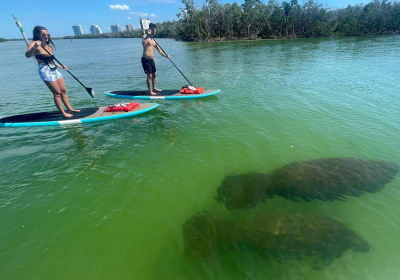Dolphin and Manatee Adventure Tour in Naples 2