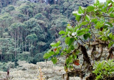 Bellavista Cloud Forest Lodge 2-Day Tour 2