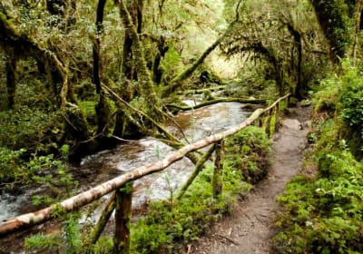 Queulat National Park Adventure 2