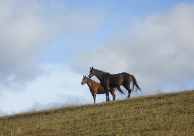 Patagonian Gaucho Experience in Coyhaique 2
