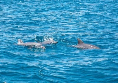Dolphin House Semi-Private Speedboat Tour with Swimming 2