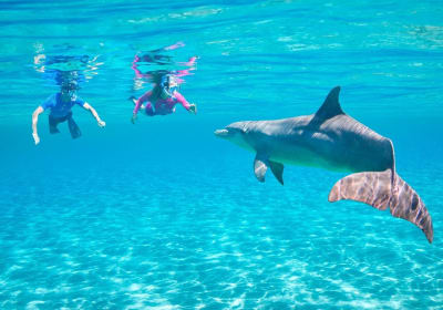 Private Dolphin House Snorkeling Tour 2