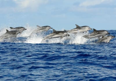 VIP Snorkeling & Dolphin Swim in Hurghada 2