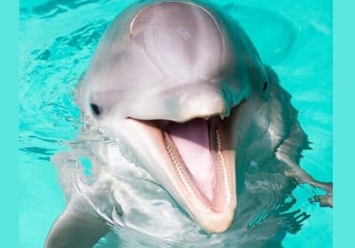 Dolphin Swim Experience in Sharm El Sheikh 2