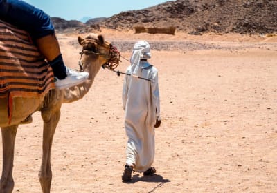 Sharm el Sheikh Desert Camel Ride 2