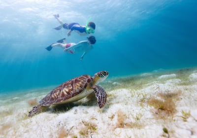Waikiki Green Sea Turtle Snorkeling Tour 2