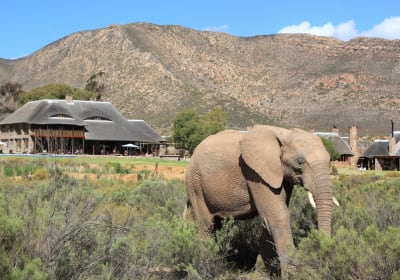 Aquila Safari Shared Transfers from Cape Town 2