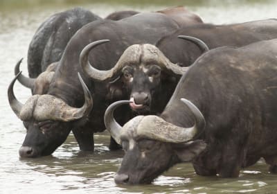 Luxury 2-Night Sanbona Safari with Transfers 2