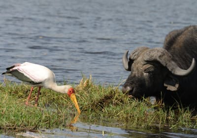 Chobe River Majestic Wildlife Cruise 2