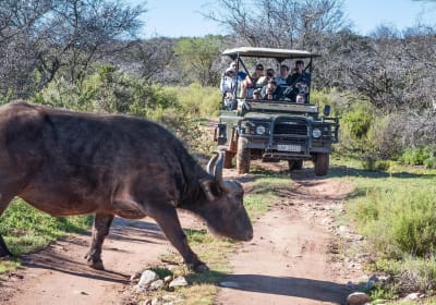 2-Day Buffelsdrift Game Lodge Safari with Cango Caves Shared Tour 2