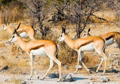 3-Day Kruger Big 5 Safari from Johannesburg 2