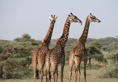 8-Day Wild & Beach Escape Safari in Zanzibar 2