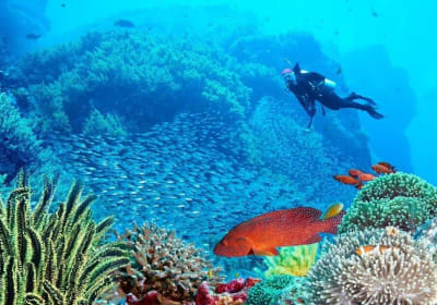 Tiran Island Cruise with Intro Dive 2