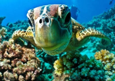 Red Sea Semi-Submarine Snorkeling Adventure 2