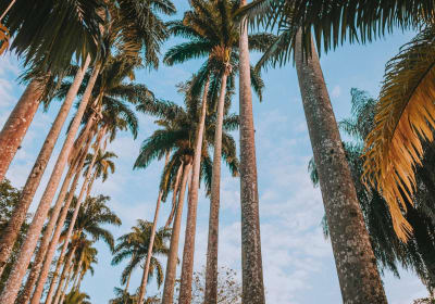 Rio de Janeiro Botanical Garden & Tijuca Forest Tour 2