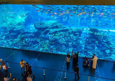 Dubai Mall Aquarium & Underwater Zoo Tickets 2