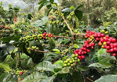 Coffee Farm and Salento Walking Tour 2