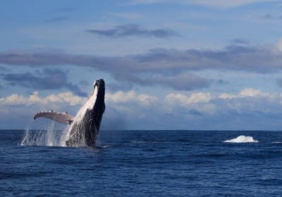 Colombian Pacific Whale Watching Tour 2